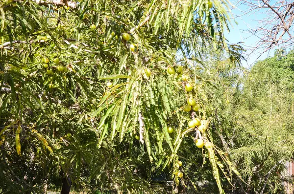 stock image Indian Gooseberry also known as Amla (Phyllanthus emblica) tree with berries