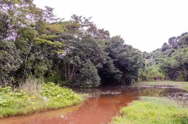 Manjal Paade, Mangalore, Hindistan 'daki gölde yansıma.