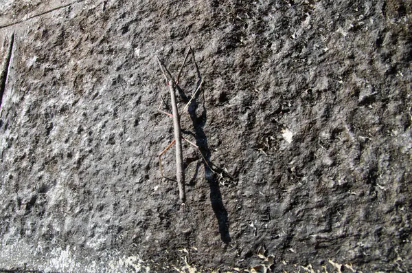 stock image Walking Stick insect camouflaged on a stone wall