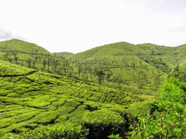 Hindistan 'da Ooty' nin sisli dağlarında çay bahçeleri