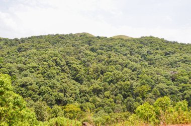 Chickmagalur, Hindistan yakınlarındaki Mullayanagiri sıradağları
