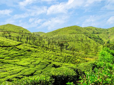 Hindistan 'da Ooty' nin sisli dağlarında çay bahçeleri