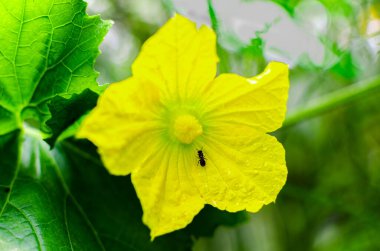 Kül kabağının üzerindeki karınca ayrıca benincasa hispida olarak da bilinir, balkabağı, beyaz kabak, kış kabağı, don yağı, kül kabağı, karpuz, Çin kavunu ve Puhul