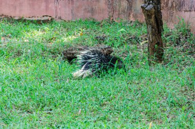 Çimlere yayılmış oklu kirpi.