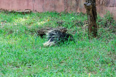 Porcupine in the grass with quills spread out clipart