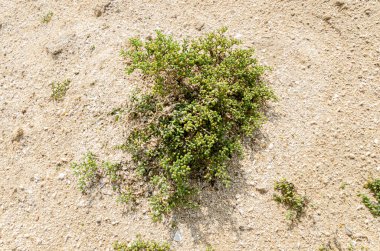 Desert shrub known as Khurreyz or Khurreyza found in Qatar