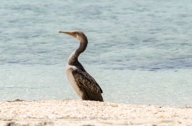 Sahilde karabatak, Dukhan, Katar