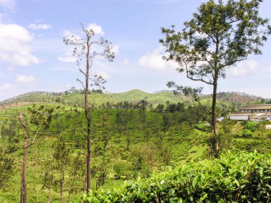 Hindistan 'da Ooty' nin sisli dağlarında çay bahçeleri