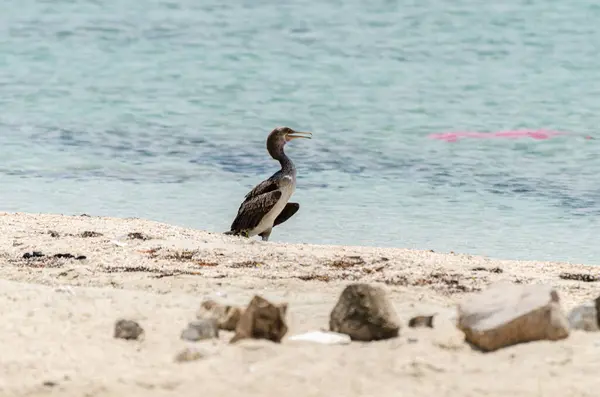 stock image Cormorant on the beach, Dukhan, Qatar