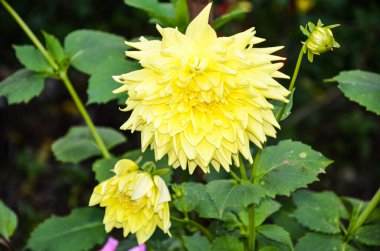 Dahlia çiçeği ve tomurcukları bir bahçede