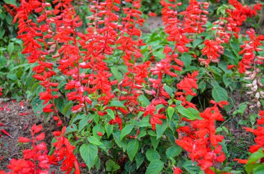 Kırmızı adaçayı çiçekleri olan bir bahçe.