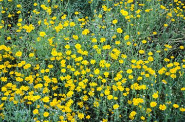 Tüylü ayçiçekleriyle dolu bir bahçe (Eriophyllum lanatum)