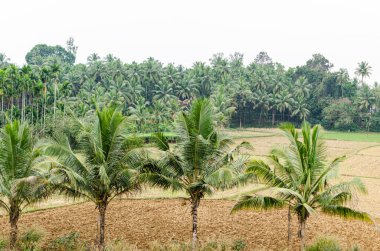 Hindistan kırsalının güzel manzarası Konkan Demiryolu boyunca Goa 'dan Mangalore' a.