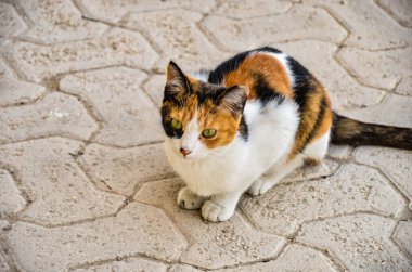 Kediler dışarıda oturup güneşin tadını çıkarıyor.
