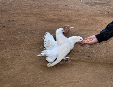 Güvercin ve güvercinleri elle beslemek.