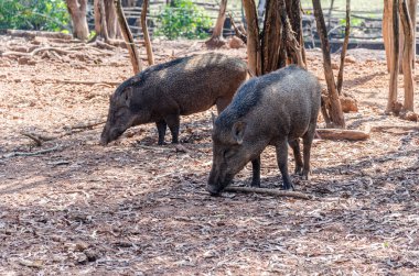 Bir çift yaban domuzu ya da hayvanat bahçesindeki yaban domuzları..