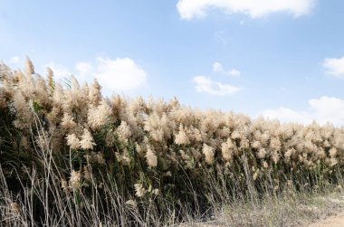 Pampas grass with flowers, lined along the banks of Al Laraana Lagoon in Qatar