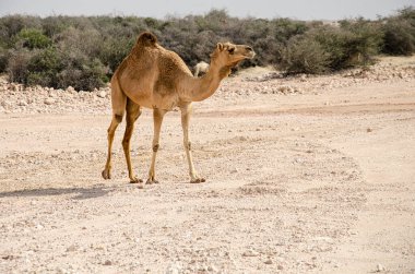 Camels grazing in the desert in Qatar