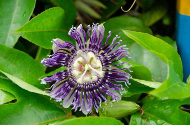 Purple Passiflora Flower (Krishnakamal) clipart