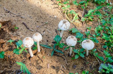 Klorofilyum molibditler (dünyanın karnı) mantarlar
