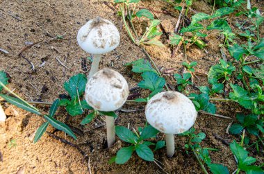 Chlorophyllum molybdites (Belly of the world) mushrooms clipart