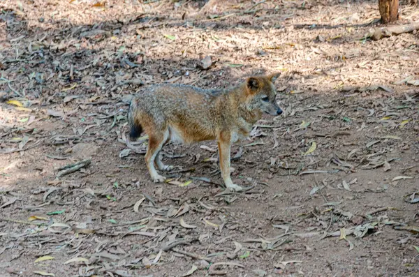 stock image A fully grown brown jackal