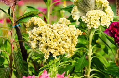 Çok renkli kadifemsi ibikli horozlar tarak çiçekleri.