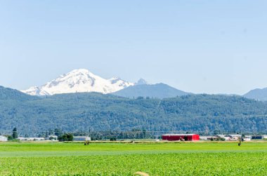 Mission, Fraser Valley, British Columbia, Kanada 'daki tarım çiftlikleri. Baker Dağı arka planda görülüyor