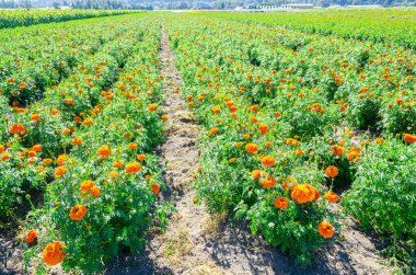 Fraser Valley, British Columbia, Kanada 'da bir çiçek çiftliğinde marigold yetiştiriciliği.