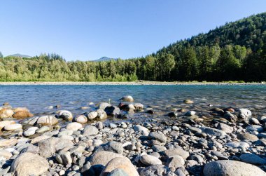 Chilliwack, British C, Olumnbia, Kanada kıyılarında kayalık nehir yatağı ve çam ağaçları olan Vedder Nehri 'ni görün.