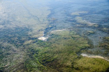 Seaweeds covered shallow water of Semiahmoo Bay at White Rock Pier in Surrey, BC, Canada clipart