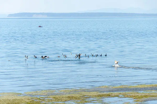 stock image A playful dog chasing  a flock of seagulls on  a seaweeds covered beach and a couple canoeing in the water