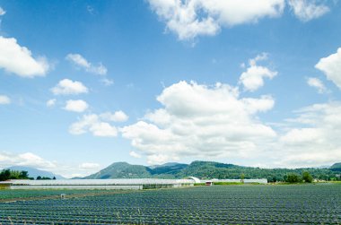 Fraser Vadisi, BC, Kanada 'da tarım çiftlikleri