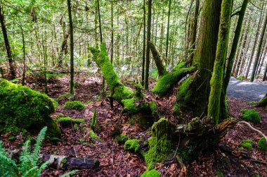 Yosun kaplı ağaçlar ve çürüyen odunlar BC, Kanada 'da bir çam ağacı ormanında.