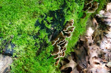 Kaliforniya Fung, Türkiye Kuyruk Mantarları, Trametes versicolor büyüyen yosun kaplı ormandaki çürüyen ağaç kütüğü