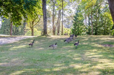 Kanada kazları Stanley Park, Vancouver, British Columbia, Kanada