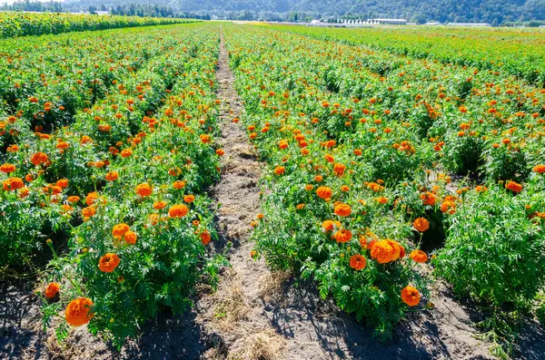 Fraser Valley, British Columbia, Kanada 'da bir çiçek çiftliğinde marigold yetiştiriciliği.