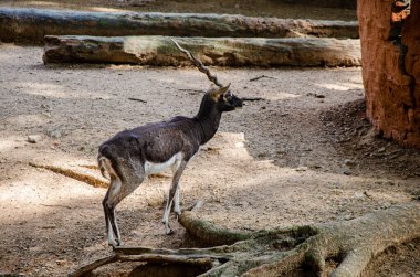 Blackbuck (Antilope cervicapra), Hindistan antilopu olarak da bilinir.