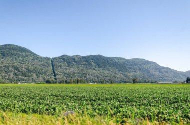 Chilliwack, Fraser Valley, British Columbia, Kanada 'daki tarım çiftlikleri.
