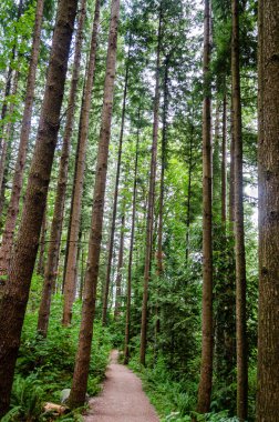 Kalın bir çam ağacı ormanında yürüyen bir patika.