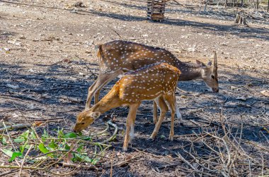 Hindistan, Kushalnagar 'daki Nisargadhama orman parkında iki Chital veya Benekli Geyik