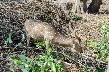 Hindistan 'da Kushalnagar' daki Nisargadhama Orman Parkı 'ndaki Chital veya Benekli Geyikler