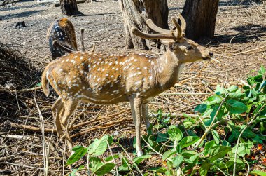 Chital or Spotted Deers in Nisargadhama forest park at Kushalnagar in India clipart