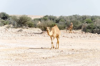 Camels grazing in the desert in Qatar