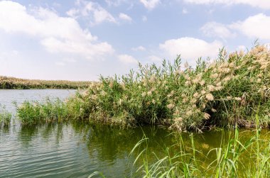 Al Karaana Lagoon, a stopover for Migratory Birds in Qatar