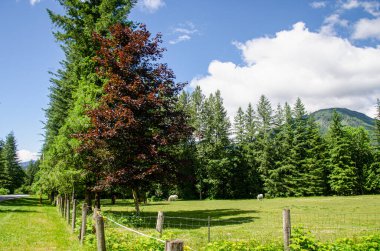 Beyaz Atlar çayırda saldırıyor