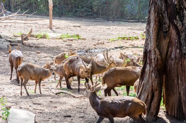 Boynuzları olan kahverengi geyikler, aynı zamanda sambar geyiği olarak da bilinir.