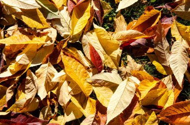 Sonbaharın güzel altın yaprakları ve Abbotsford, BC, Kanada 'da yeşil, kırmızı, turuncu ve altın renklerle sonbahar.