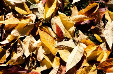 Sonbaharın güzel altın yaprakları ve Abbotsford, BC, Kanada 'da yeşil, kırmızı, turuncu ve altın renklerle sonbahar.
