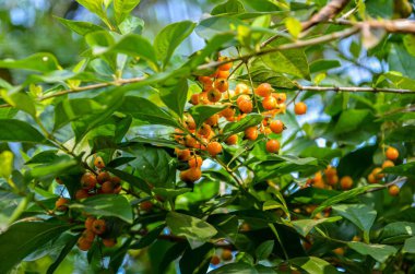 Bitkinin üzerinde Duranta Berries (bazen güvercin çileği olarak da bilinir))